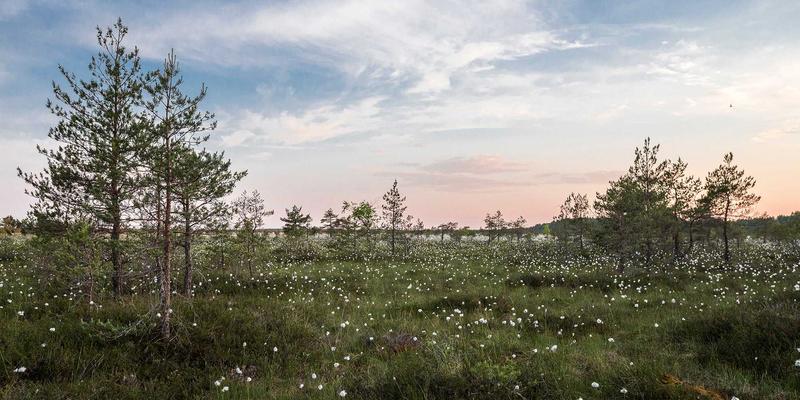 Allen Almonds38:重新定义健康零食,坚果爱好者的营养新选择