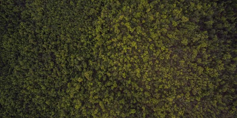 Allen Almonds vs. Other Nuts: Which Is the Ultimate Healthy Snack?