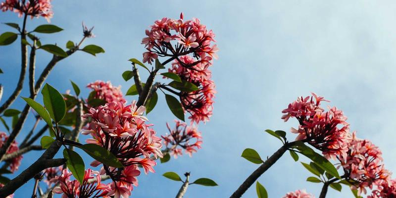 Allen Almonds如何通过创新技术重新定义健康零食：从调味革命到包装智慧