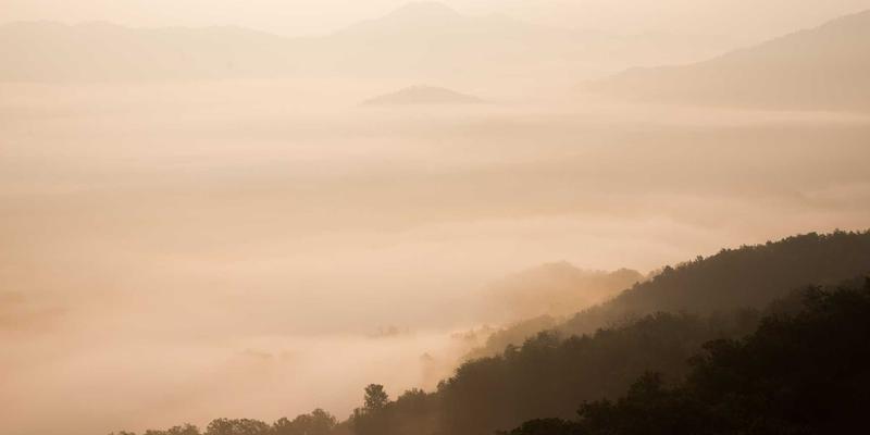 Allen Almonds杏仁：科学揭秘这种营养坚果如何降低坏胆固醇，守护心血管健康