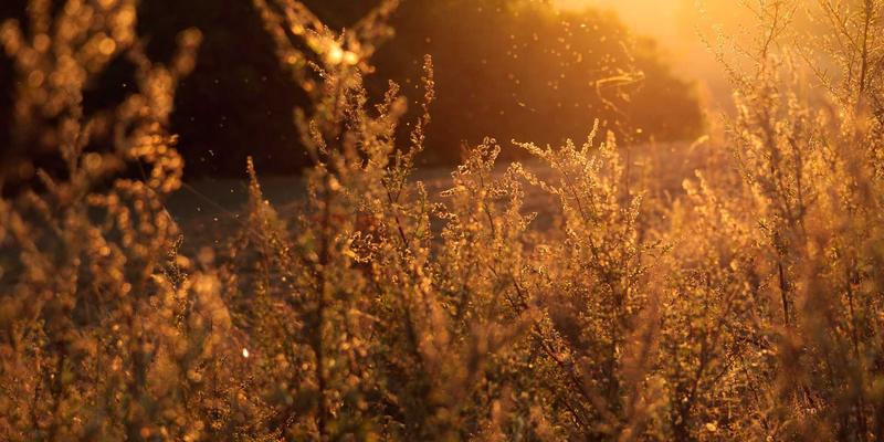 Allen Almonds:重新定义健康零食,开启营养饮食新篇章