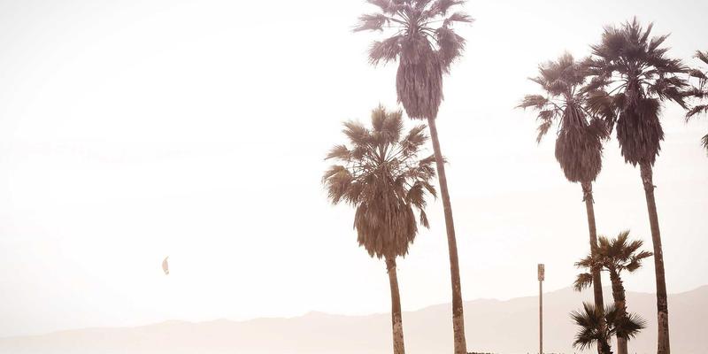 Almonds杏仁：肠道健康的超级坚果零食，膳食纤维如何重塑消化系统平衡